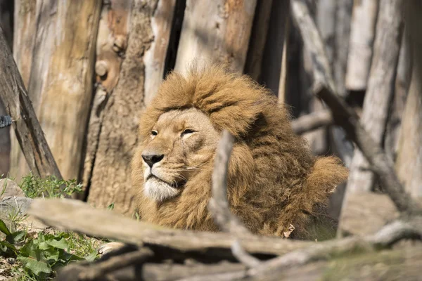 Leão Descansando Zoológico Itália — Fotografia de Stock