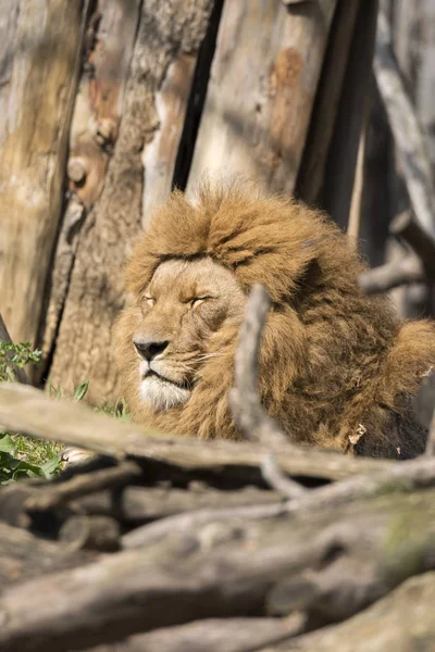 Leão Descansando Zoológico Itália — Fotografia de Stock