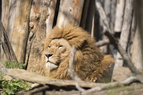 Leão Descansando Zoológico Itália — Fotografia de Stock