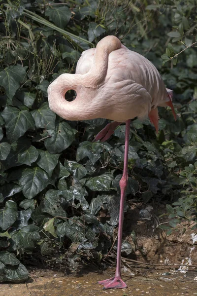 Flamingo Üzerinde Bir Pençe Üzerinde Istirahat — Stok fotoğraf