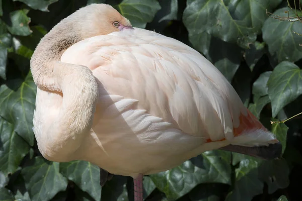 Flamingo Descansando Sobre Una Pata Agua —  Fotos de Stock