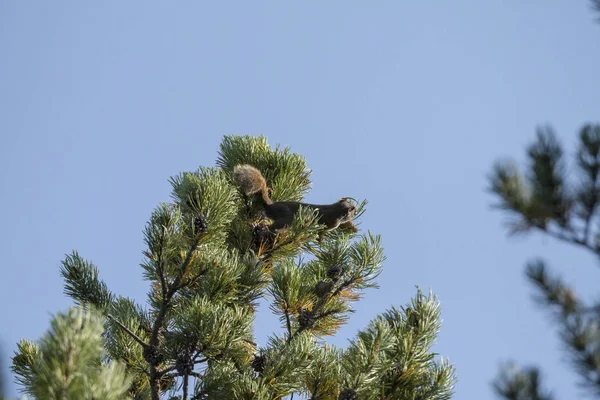 アメリカ合衆国のイエローストーン国立公園で自分を守るために松のコーンを投げるリス — ストック写真