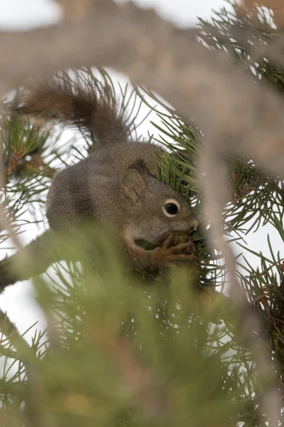 squirrel eating a pine cone in Yellowstone National Park in united states of america
