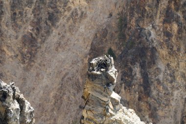 Wyoming Yellowstone Milli Parkı 'nda büyük kanyon bir kaya kartal yuva