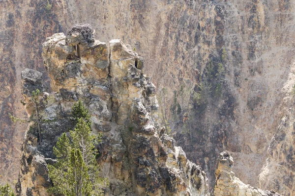 Nido Águila Una Roca Gran Cañón Parque Nacional Yellowstone Wyoming — Foto de Stock