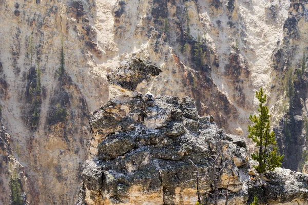 Yellowstone Nehri ve Wyoming Yellowstone Milli Parkı 'nda ingrand Kanyon düşüyor