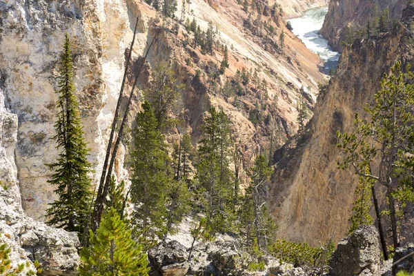 Río Yellowstone Cae Gran Cañón Parque Nacional Yellowstone Wyoming — Foto de Stock