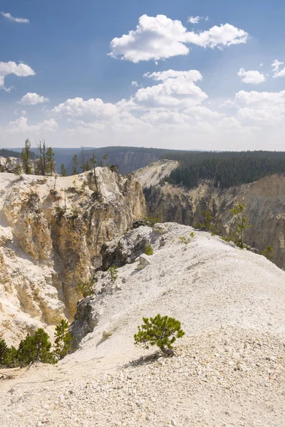 Río Yellowstone Cae Gran Cañón Parque Nacional Yellowstone Wyoming — Foto de Stock