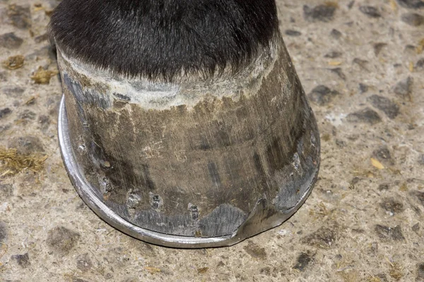 Blacksmith While Changing Horseshoe Horsein Stable — Stock Photo, Image