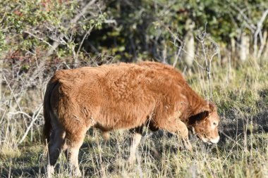 Liguria dağlarında otlatma limuzin