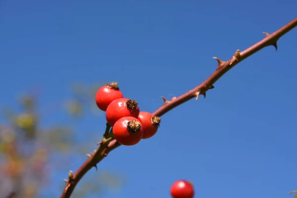rosehip plant with red berries and blue sky
