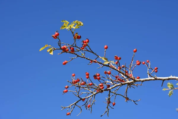 rosehip plant with red berries and blue sky