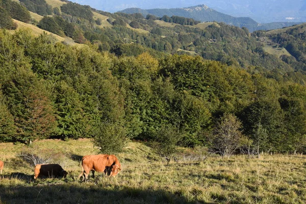 Vaca Limusina Pastando Las Montañas Liguria — Foto de Stock