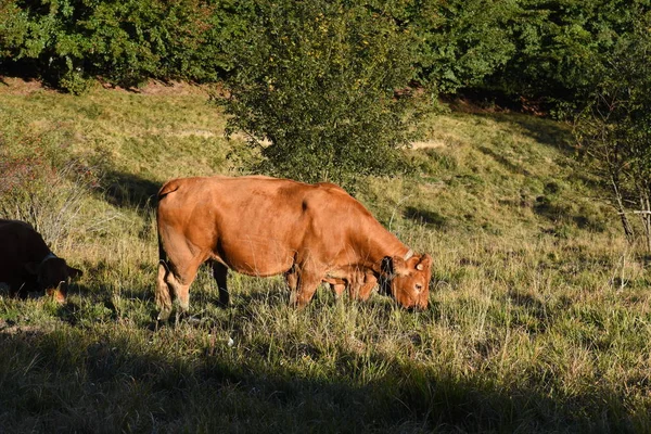 Vaca Limusina Pastando Las Montañas Liguria —  Fotos de Stock