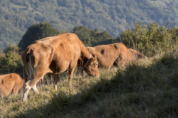 Vaca Limusina Pastando Las Montañas Liguria — Foto de Stock