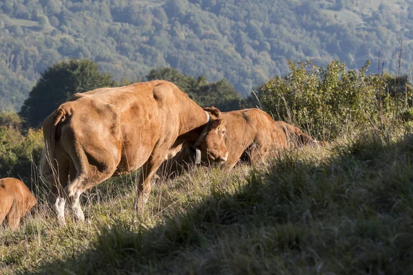 Vaca Limusina Pastando Las Montañas Liguria —  Fotos de Stock