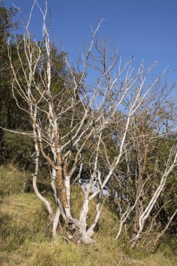 güneşli bir günde İtalya'da antola dağda yürümek