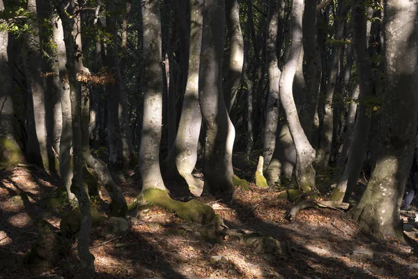 güneşli bir günde İtalya'da antola dağda yürümek