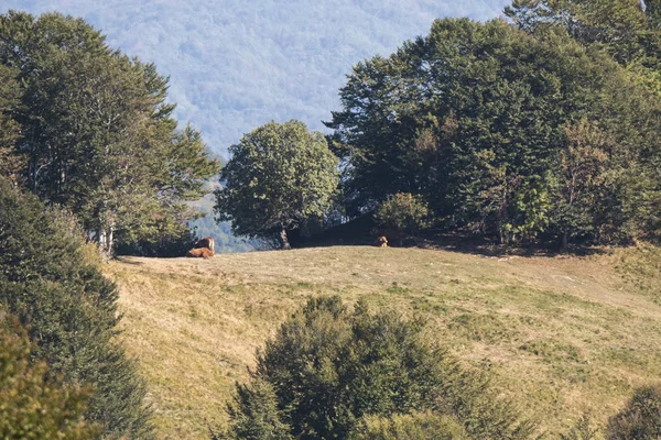 Caminar Montaña Antola Italia Día Soleado — Foto de Stock