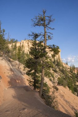 Amerika Birleşik Devletleri'nde Bryce Kanyon manzara iz ve ağaçlar