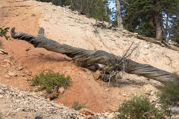 Stezka Stromy Bryce Canyon Usa Spojených Státech Amerických — Stock fotografie