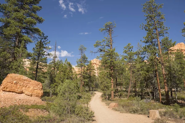 Spår Och Träd Bryce Canyon Landskap Amerikas Förenta Stater — Stockfoto