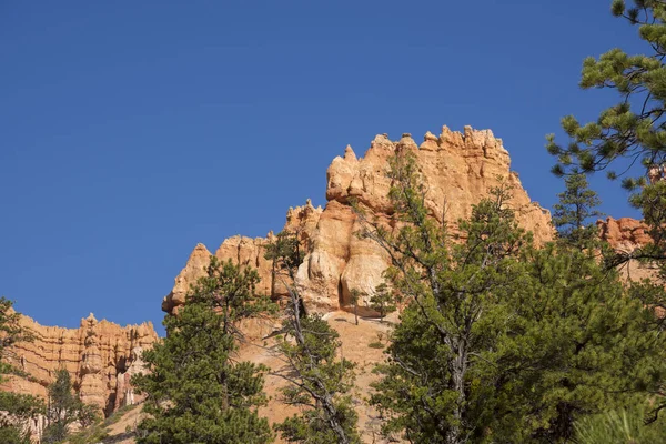 Spoor Bomen Bryce Canyon Landschap Verenigde Staten Van Amerika — Stockfoto