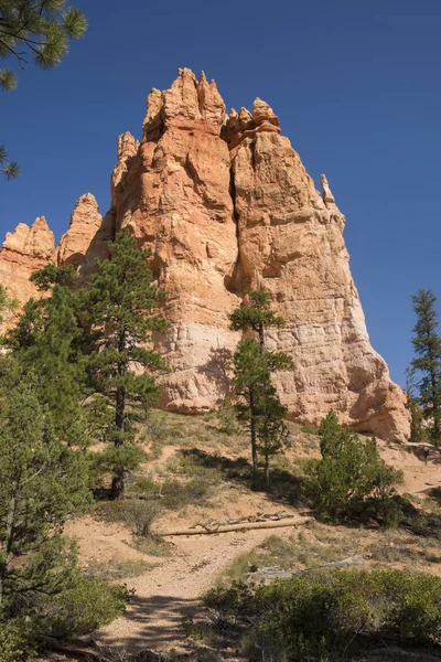 Nyomvonal Fák Bryce Canyon Táj Egyesült Államok — Stock Fotó