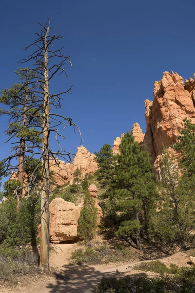 Spoor Bomen Bryce Canyon Landschap Verenigde Staten Van Amerika — Stockfoto