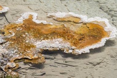 Wyoming Yellowstone Milli Parkı gayser, kaynayan çamur havuzları ve yanmış ağaçlar arasında Çeşme Boya Pot iz