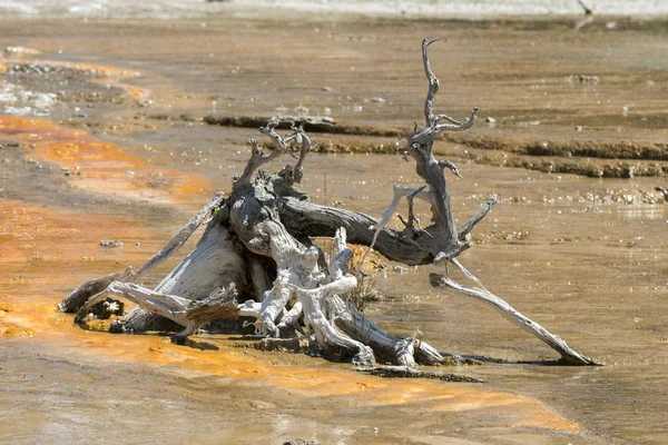 Fountain Paint Pot trail between gayser, boiling mud pools and burnt trees in in Yellowstone National Park  in Wyoming