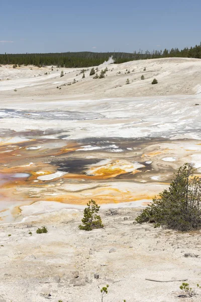 Porcelana Cuenca Del Géiser Norris Parque Nacional Yellowstone Wyoming — Foto de Stock