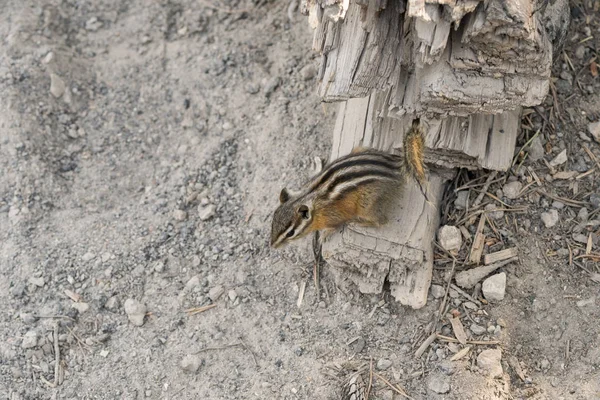 Chipmunk Eekhoorn Grand Prismatische Bron Bekken Yellowstone National Park Wyoming — Stockfoto