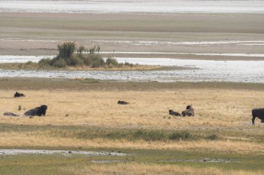bizon Utah Antilop adası devlet parkı kürk değiştirmek
