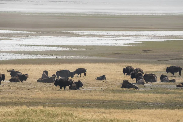 bizon Utah Antilop adası devlet parkı kürk değiştirmek