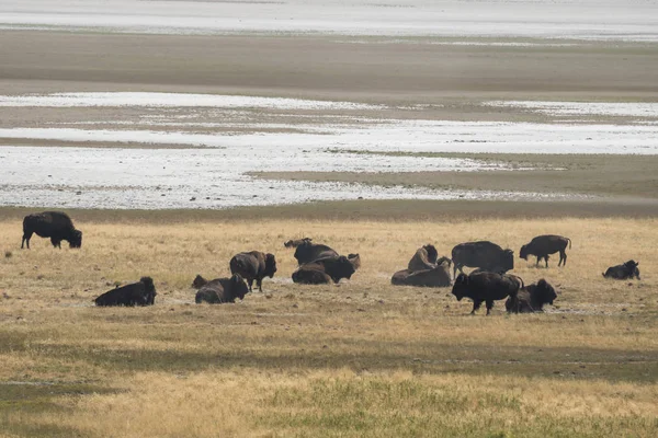 bizon Utah Antilop adası devlet parkı kürk değiştirmek
