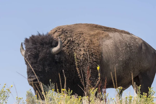 Bisonte Cambiar Piel Parque Estatal Isla Antelope Utah — Foto de Stock