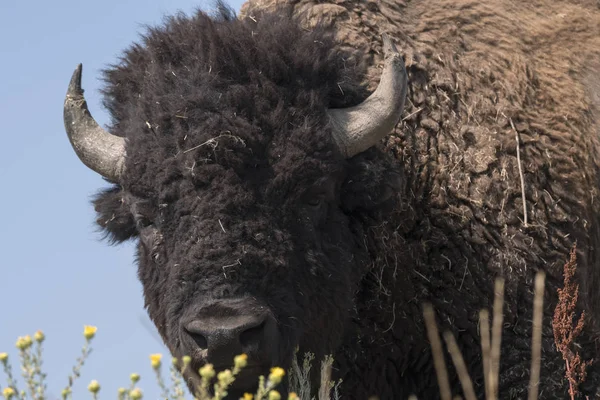 Bisonte Cambiar Piel Parque Estatal Isla Antelope Utah — Foto de Stock