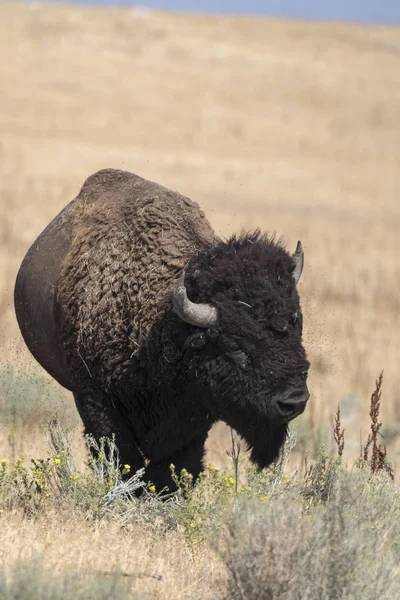 Bölény Változás Prém Antelope Island State Park Utah — Stock Fotó