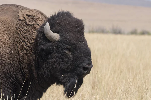 Bisonte Cambiar Piel Parque Estatal Isla Antelope Utah — Foto de Stock