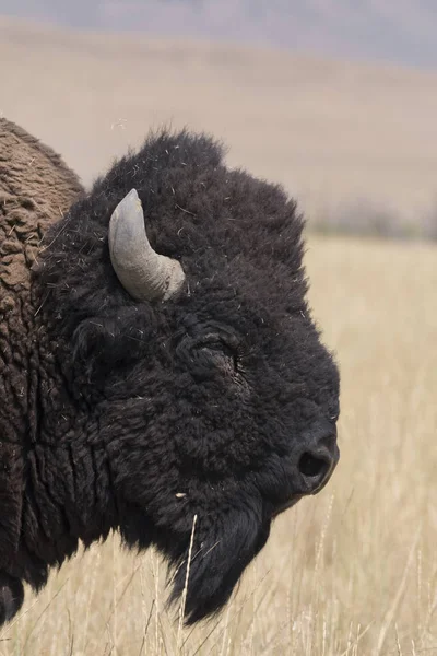 Bison Change Fur Antelope Island State Park Utah — Stock Photo, Image