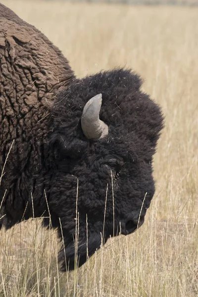 Bison Change Fur Antelope Island State Park Utah — Stock Photo, Image