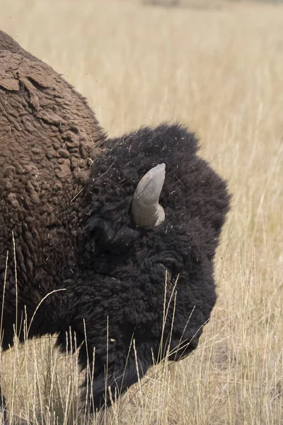 Bison Change Fur Antelope Island State Park Utah — Stock Photo, Image