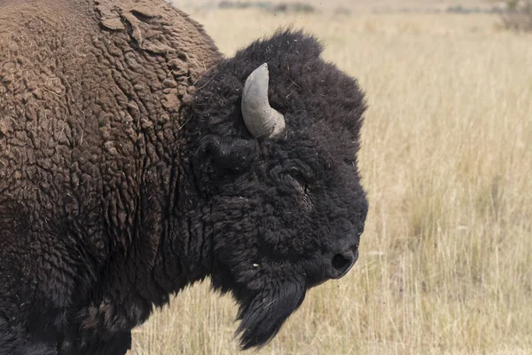 Bisonte Cambiar Piel Parque Estatal Isla Antelope Utah — Foto de Stock