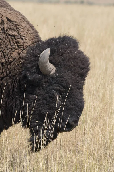 Bison Change Fur Antelope Island State Park Utah — стоковое фото