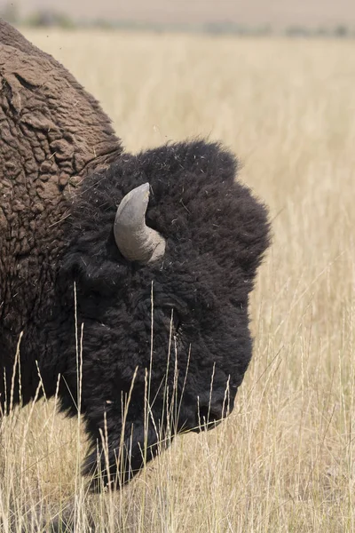 Bison Change Fourrure Dans Antelope Island State Park Dans Utah — Photo