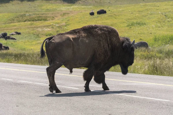 Bison Marchant Sur Les Routes Asphaltées Pierre Jaune Dans Parc — Photo