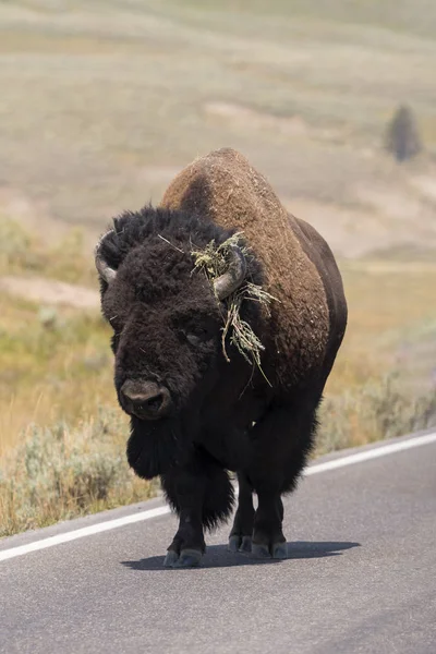 Bison Marchant Sur Les Routes Asphaltées Pierre Jaune Dans Parc — Photo