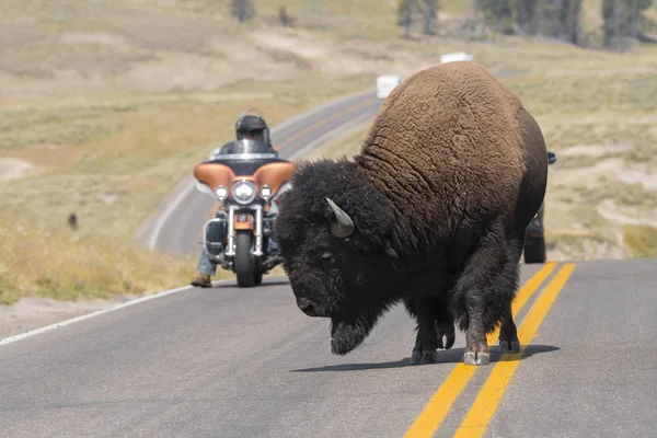 Bison Marchant Sur Les Routes Asphaltées Pierre Jaune Dans Parc — Photo