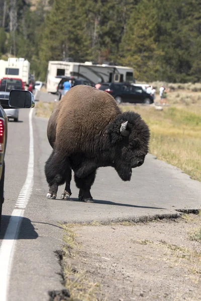 Bison Walking Yellowstone Asphalt Roads Yellowstone National Park Wyoming — Stock Photo, Image